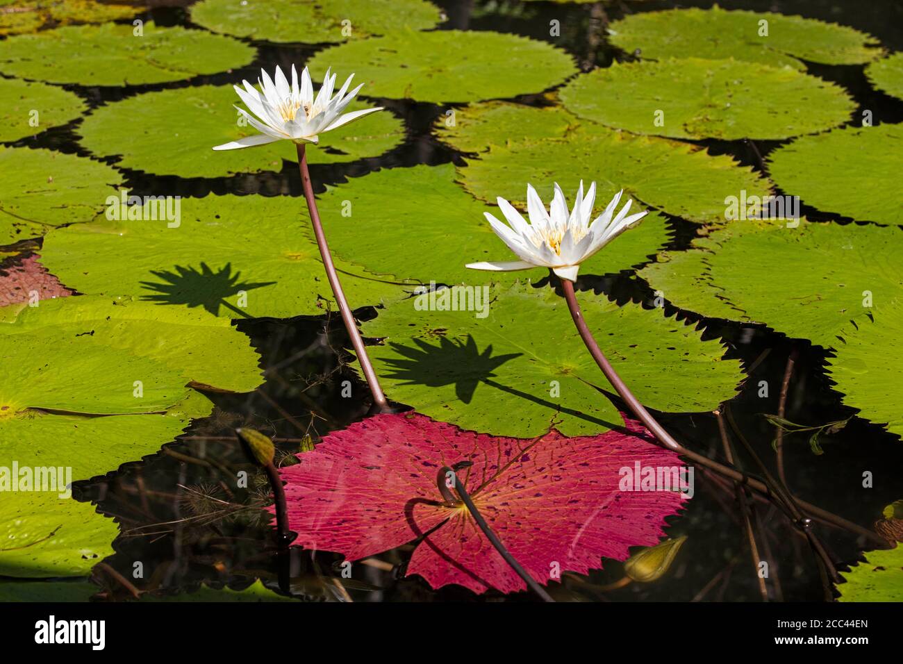 Dotleaf Wasserlilien / weiße Wasserlilien / weißer Lotus (Nymphaea ampla) in Blüte am Dulce Fluss / Rio Dulce, Izabal, Guatemala, Mittelamerika Stockfoto