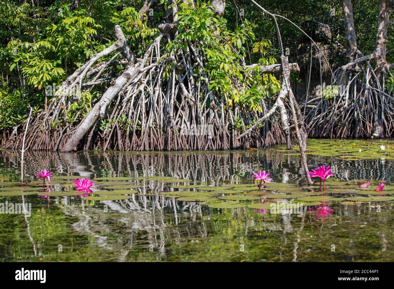 Mangrovenwurzeln und Seerosen mit Dotleaf / rosa Seerosen (Nymphaea ampla) in Blüte auf dem Dulce River / Rio Dulce, Izabal, Guatemala, Central Amer Stockfoto
