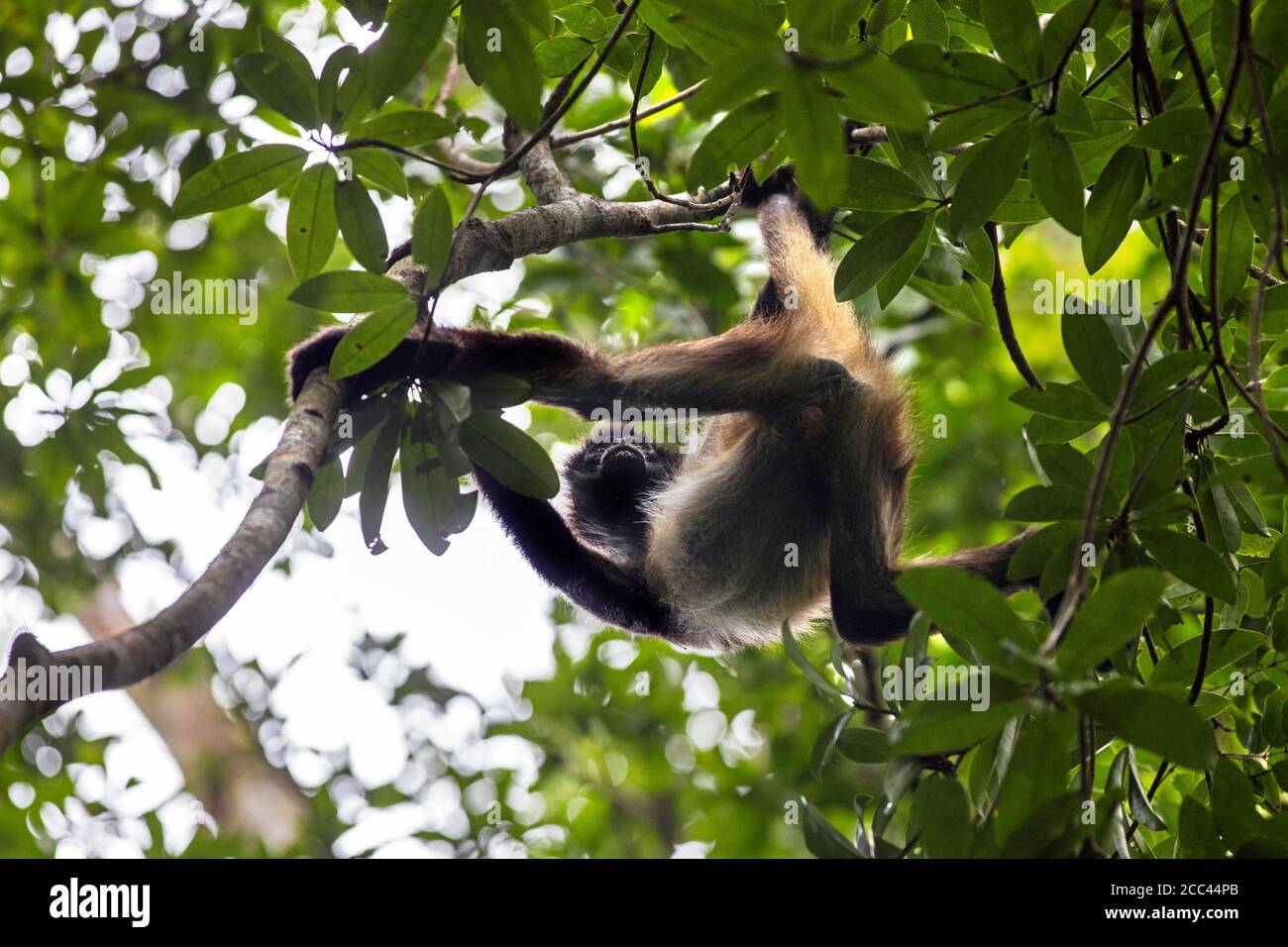 Geoffroys Spinnenaffe / Schwarzhand-Spinnenaffe / Mittelamerikanischer Spinnenaffe (Ateles geoffroyi) in Baum, Tikal, Flores, Guatemala Stockfoto