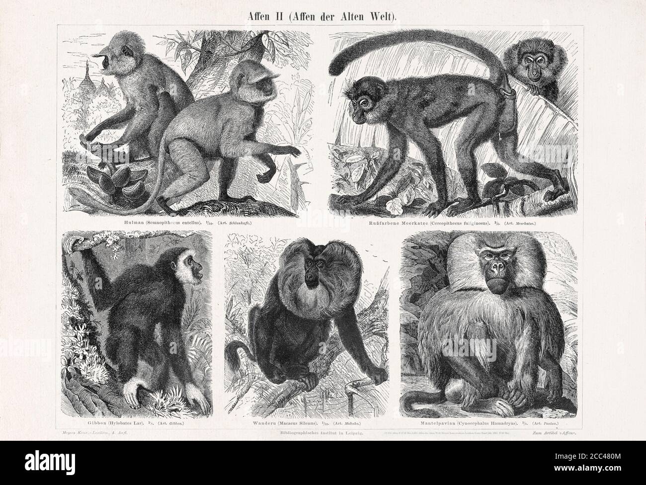 Affen der Alten Welt. Hulman (Semnopithecus entellus). Russfarbene Meereskatze (Cercopithecus fuliginosus). Gibbon (Hylobates Lar). Wanderu (Macacus Stockfoto