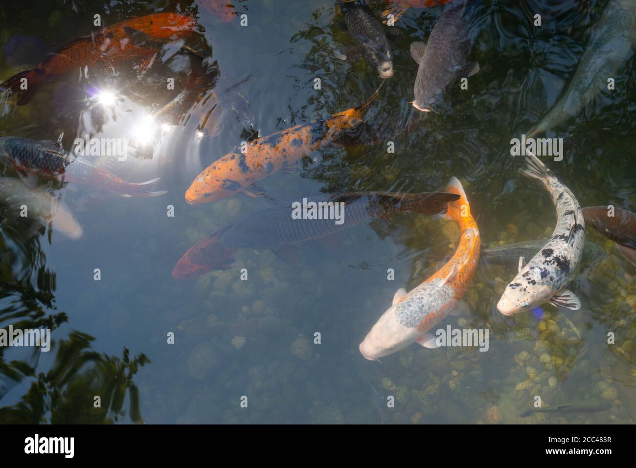 Fisch im teich Fotos und Bildmaterial in hoher Auflösung Alamy