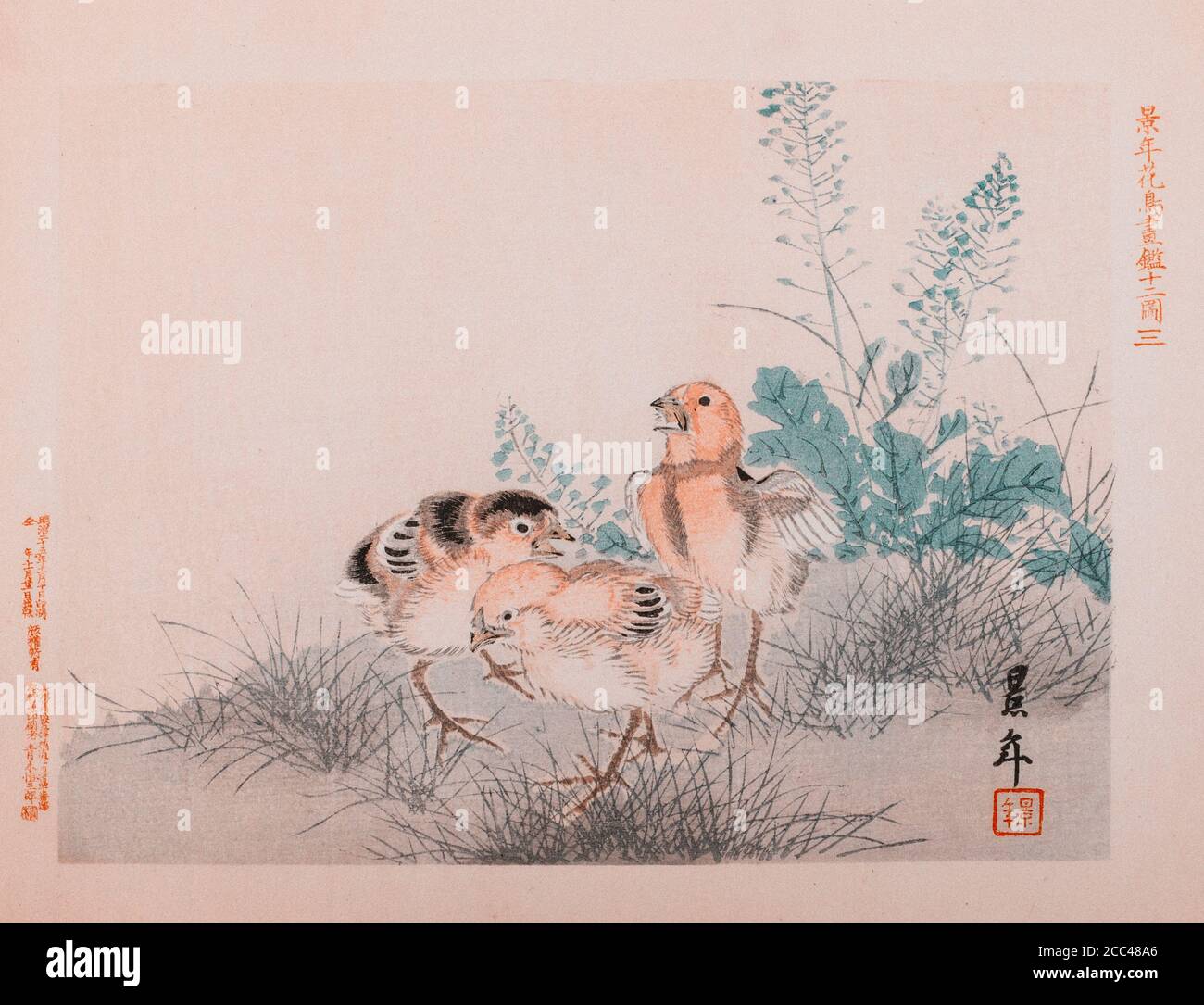 Imao keinen: Keinen Kacho Gafu (Four Seasons Bird and Flower Albums), Three Chicks. Japan. 1892 Imao keinen (1845 – 1924) war ein japanischer Maler und p Stockfoto