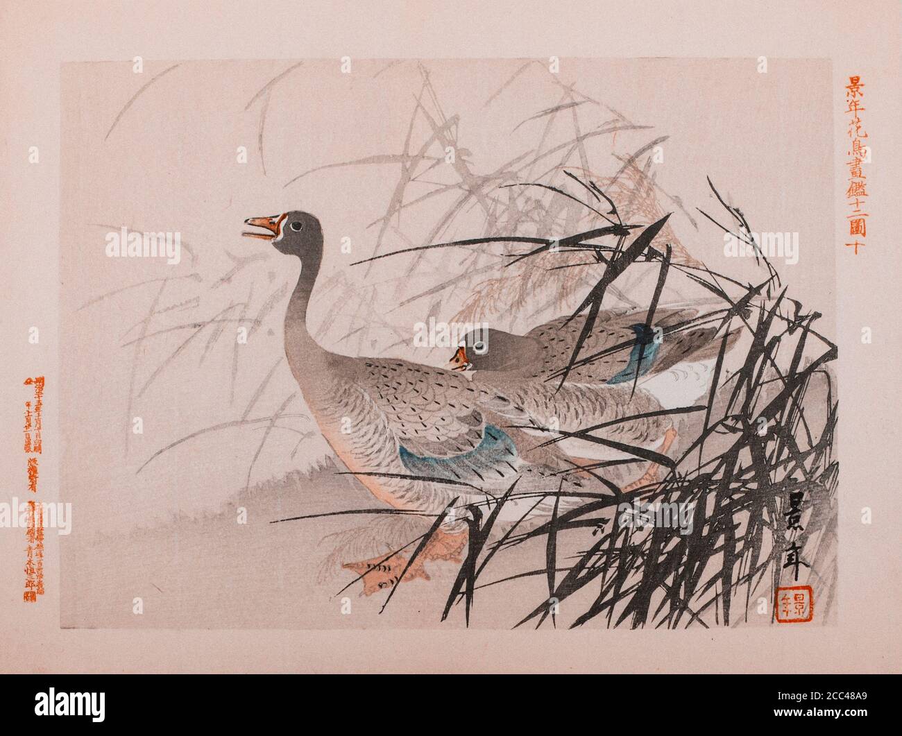 Imao keinen: Keinen Kacho Gafu (Four Seasons Bird and Flower Albums), Two Gänse. Japan. 1892 Imao keinen (1845 – 1924) war ein japanischer Maler und Prin Stockfoto