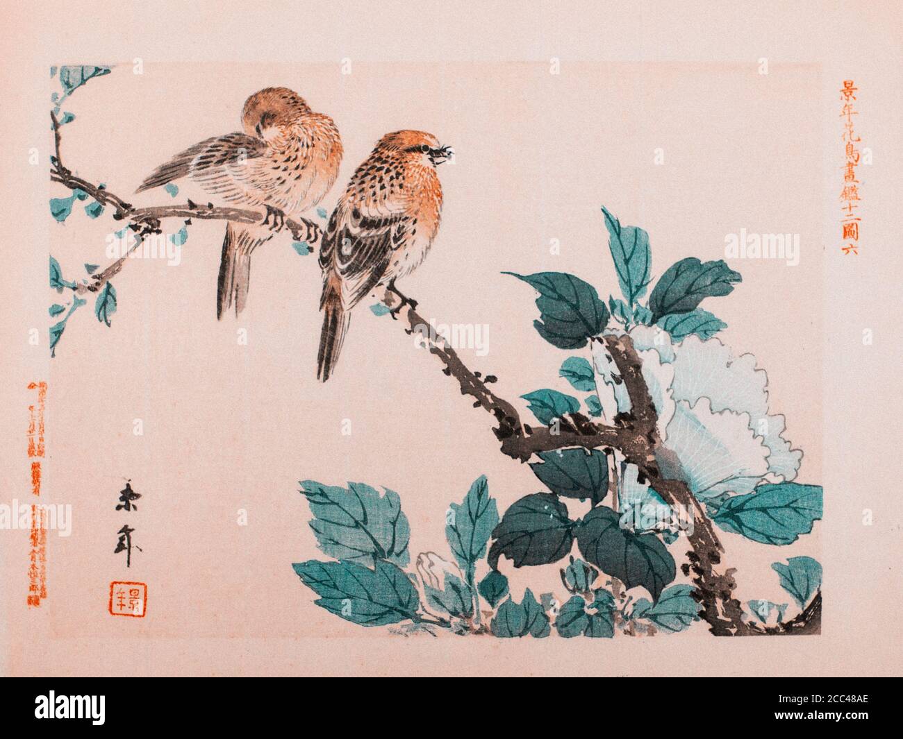 Imao keinen: Keinen Kacho Gafu (Four Seasons Bird and Flower Alben), Robins und Peony. 1892 Imao keinen (1845 – 1924) war ein japanischer Maler und Prin Stockfoto