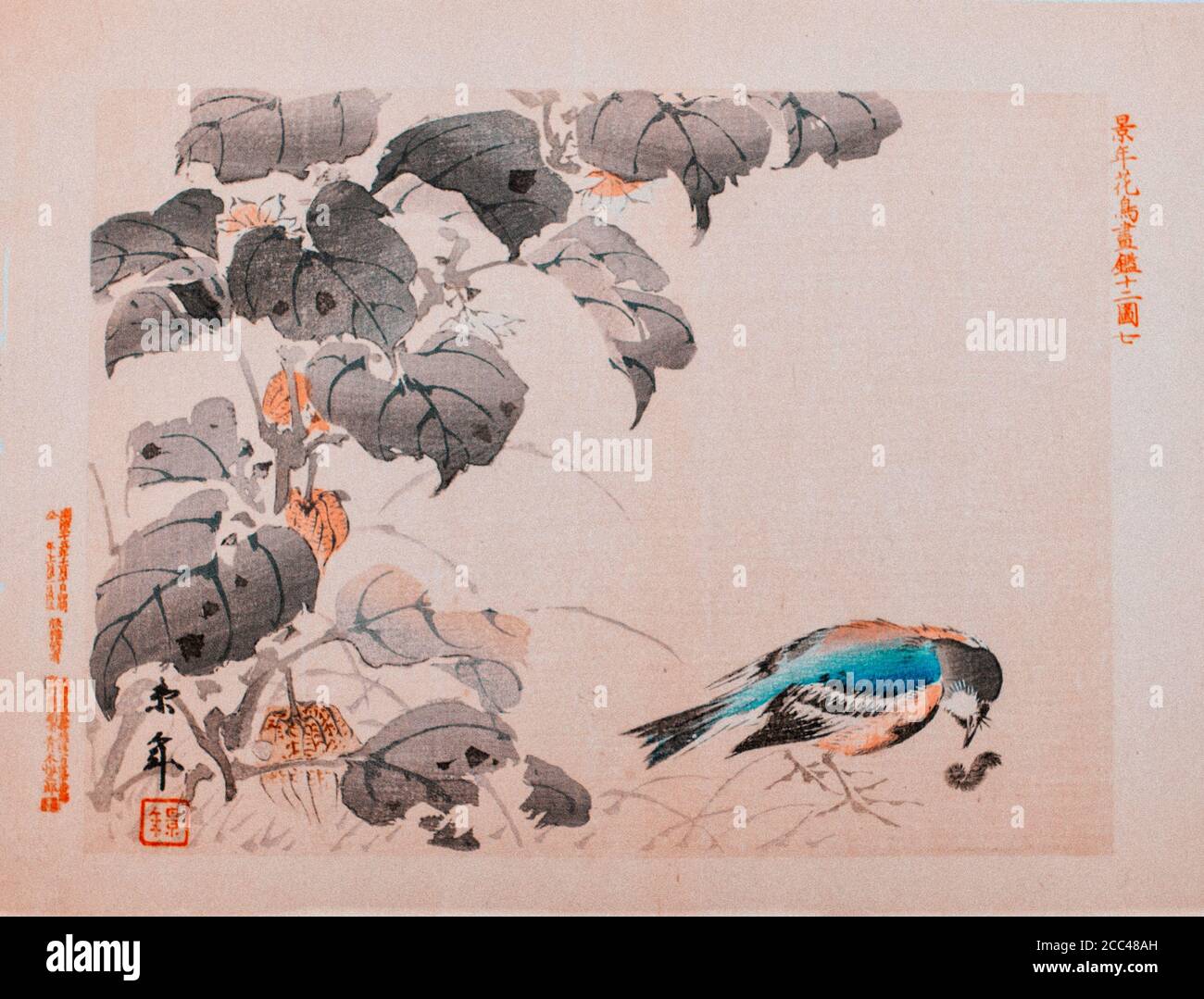 Imao keinen: Keinen Kacho Gafu (Four Seasons Bird and Flower Alben); Vogel- und Laternenpflanze. Japan. 1892 Imao keinen (1845 – 1924) war ein japanischer Pai Stockfoto