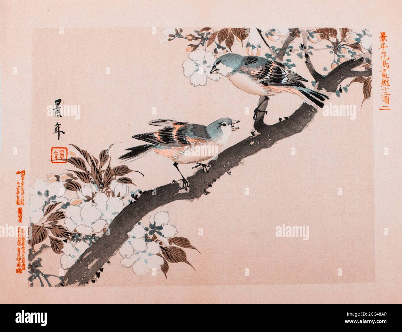 Imao keinen: Keinen Kacho Gafu (Four Seasons Bird and Flower Alben); Grüne Vögel. Japan. 1892 Imao keinen (1845 – 1924) war ein japanischer Maler und PR Stockfoto
