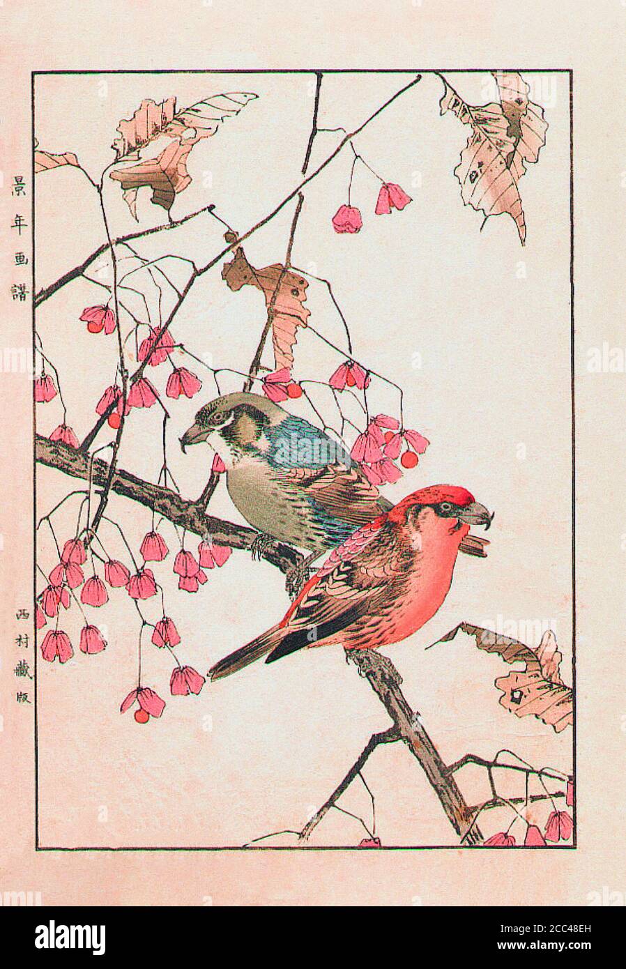 Imao keinen: Keinen Kacho Gafu (Four Seasons Bird and Flower Alben); Crossbill. Japan. 1892 Imao keinen (1845 – 1924) war ein japanischer Maler und Prin Stockfoto