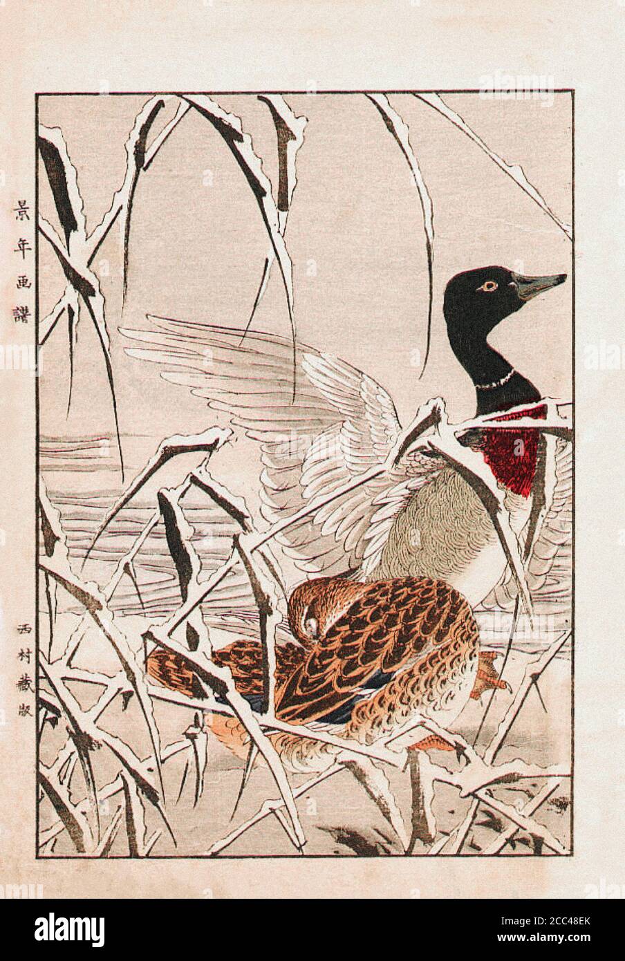 Imao keinen: Keinen Kacho Gafu (Four Seasons Bird and Flower Alben); Mallard Ducks. Japan. 1892 Imao keinen (1845 – 1924) war ein japanischer Maler und Stockfoto