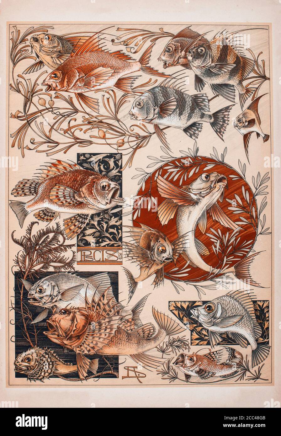 Art Nouveau Lithograph Druck von Anton SEDAR. Tierserien. 1900 Anton Johann Nepomuk Seder (1850 - 1916) war ein deutscher Maler und Dekorateur, Professo Stockfoto