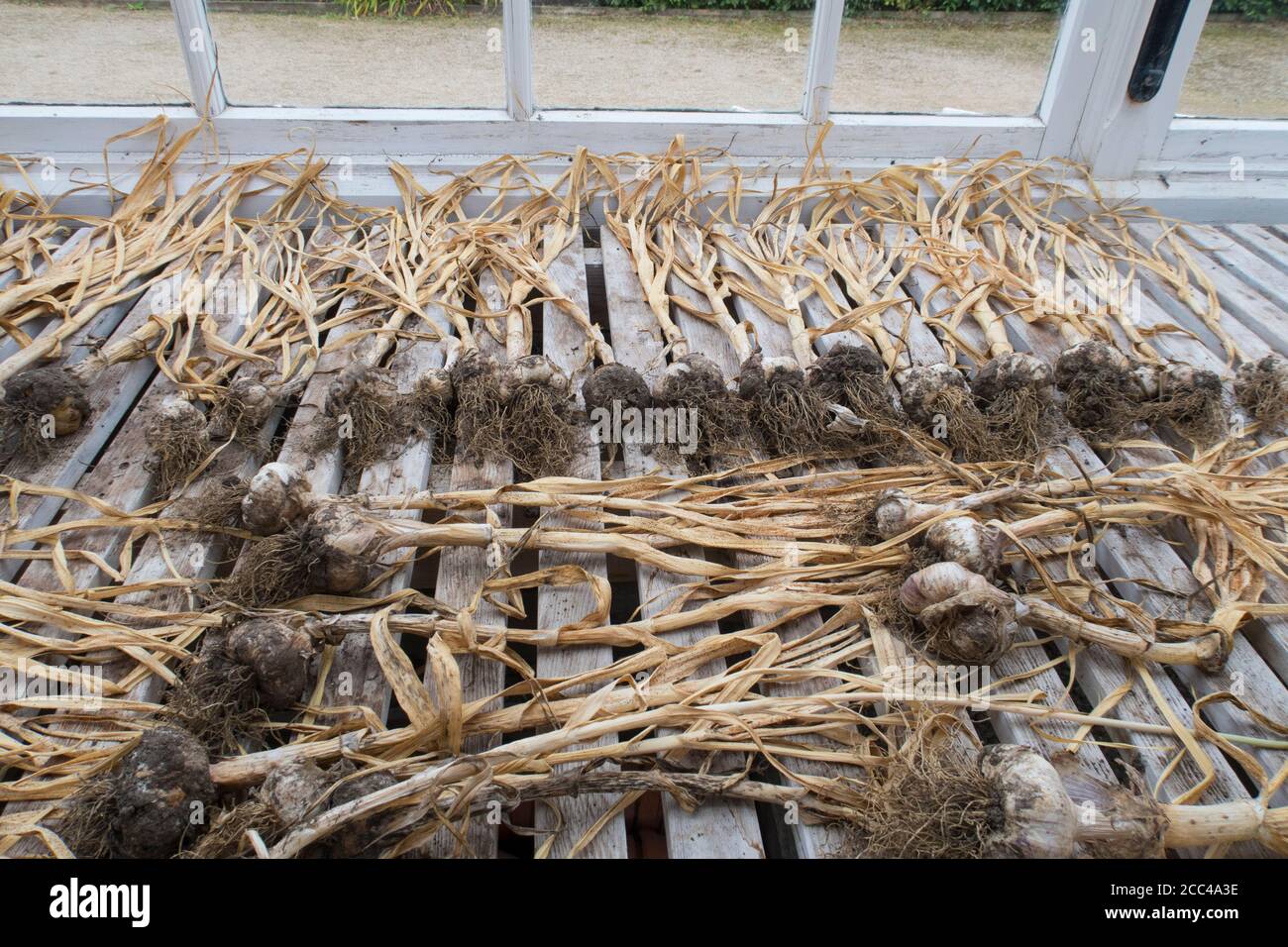 Knoblauch Vallelado Sorte liegt in einer Reihe auf einem alten Holzbank im Gewächshaus Stockfoto