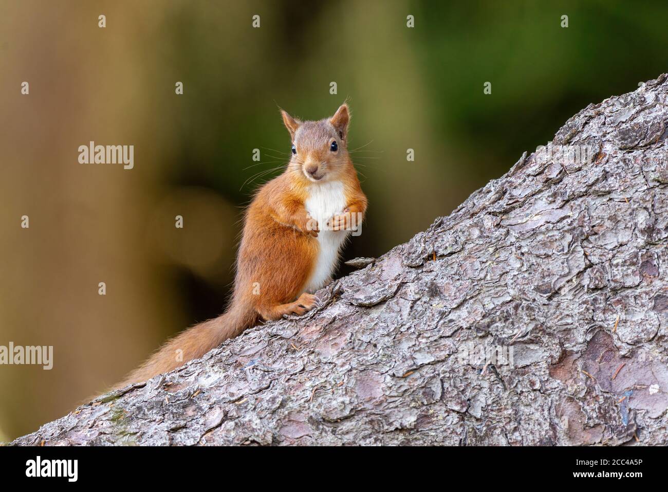 Rotes Eichhörnchen (Scuirus vulgaris) Stehend auf Baumstamm auf der Schwarzen Insel Stockfoto