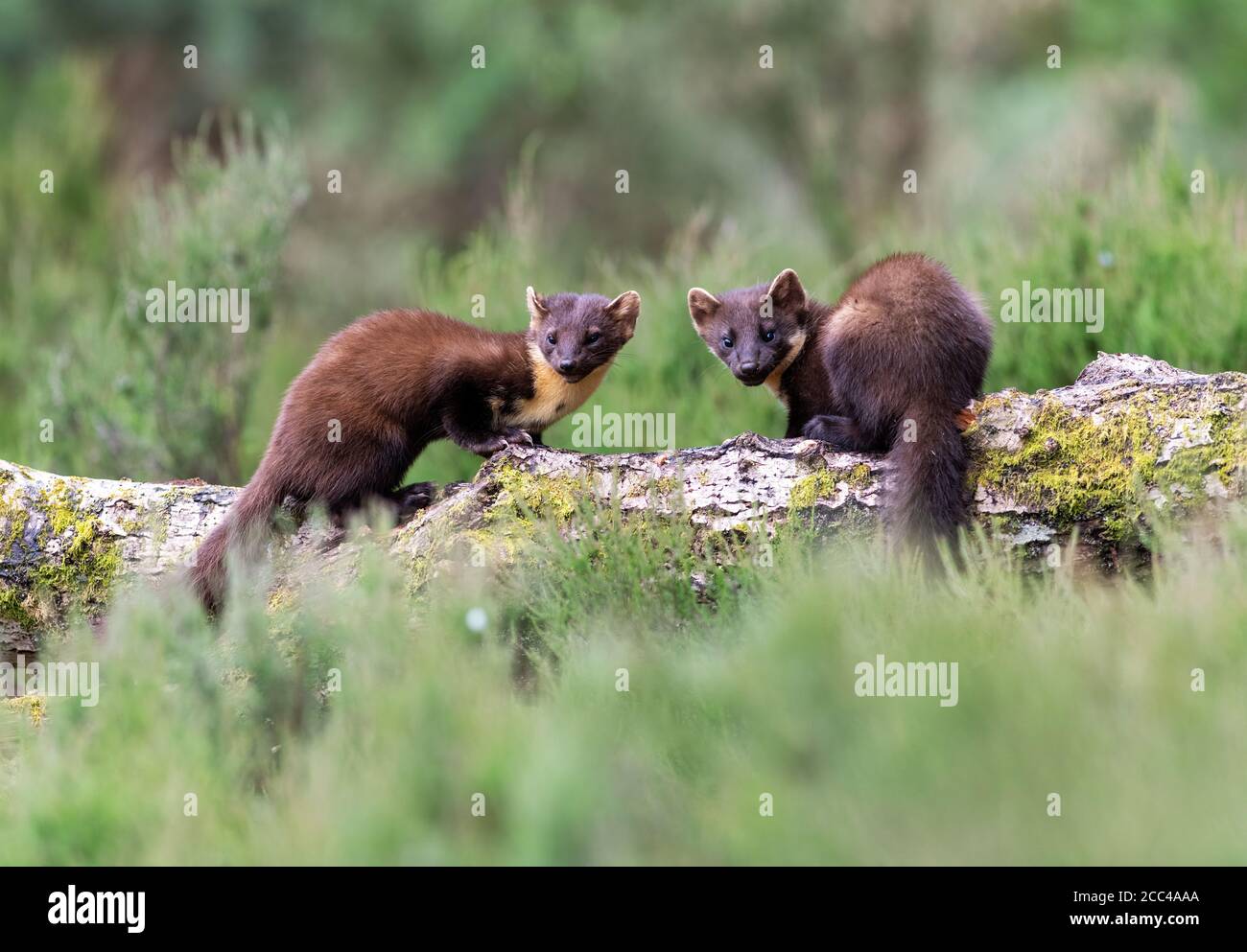 Pine Martens (Martes Martes) Mama und Kit bei Tageslicht in schottischem Kiefernholz Stockfoto