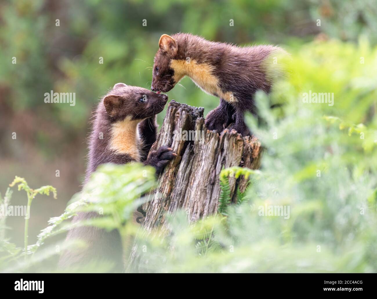 Pine Martens (Martes Martes) Mama und Kit bei Tageslicht in schottischem Kiefernholz Stockfoto