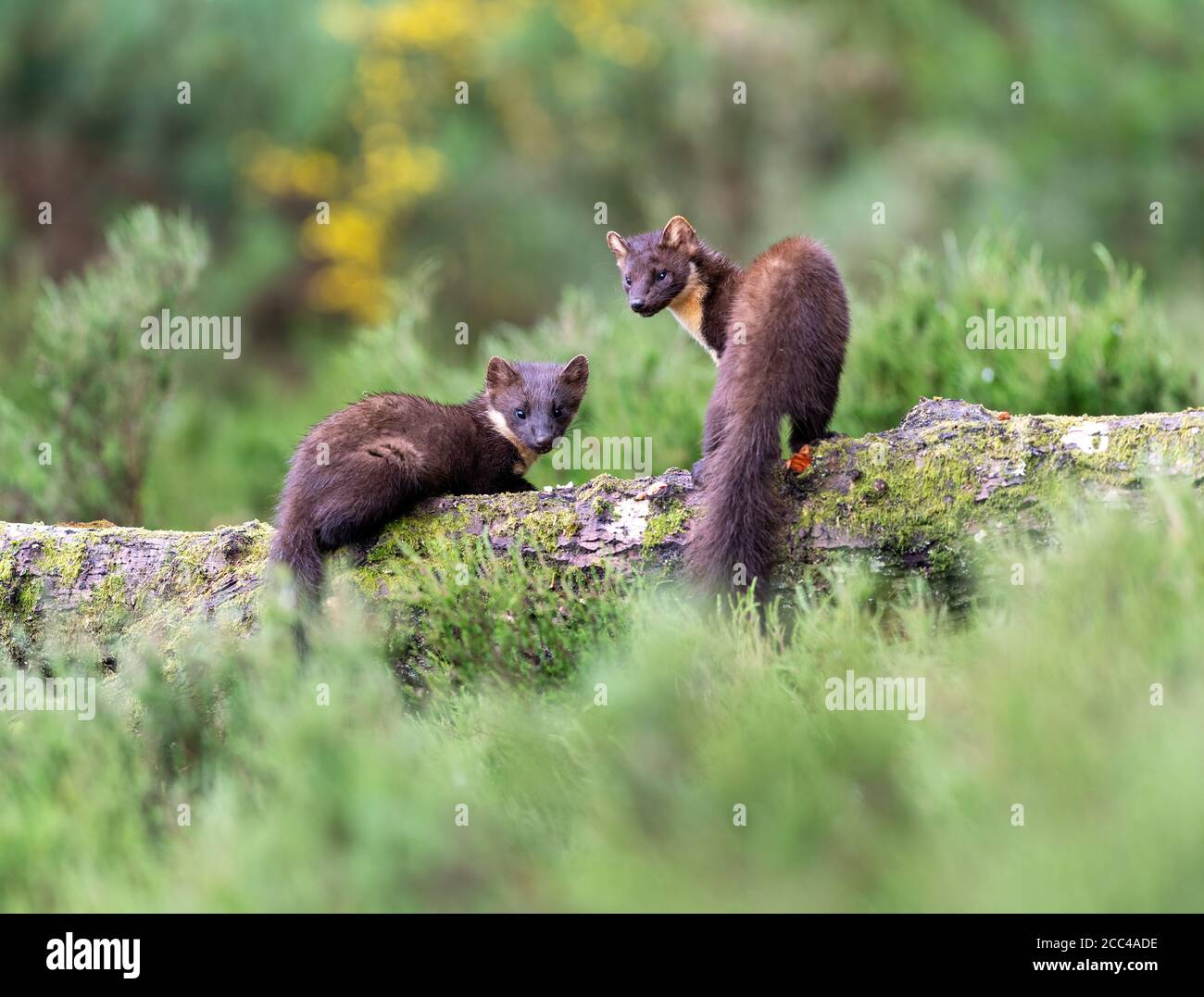 Pine Martens (Martes Martes) Mama und Kit bei Tageslicht in schottischem Kiefernholz Stockfoto
