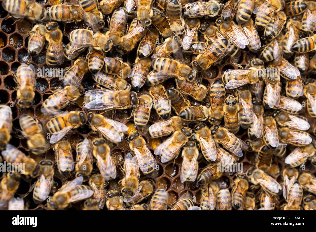 Nahaufnahme Von Bienen Auf Bienenwachs Wabe In Hive Stockfoto