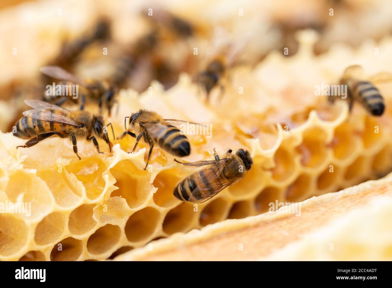Nahaufnahme Von Bienen Auf Bienenwachs Wabe In Hive Stockfoto