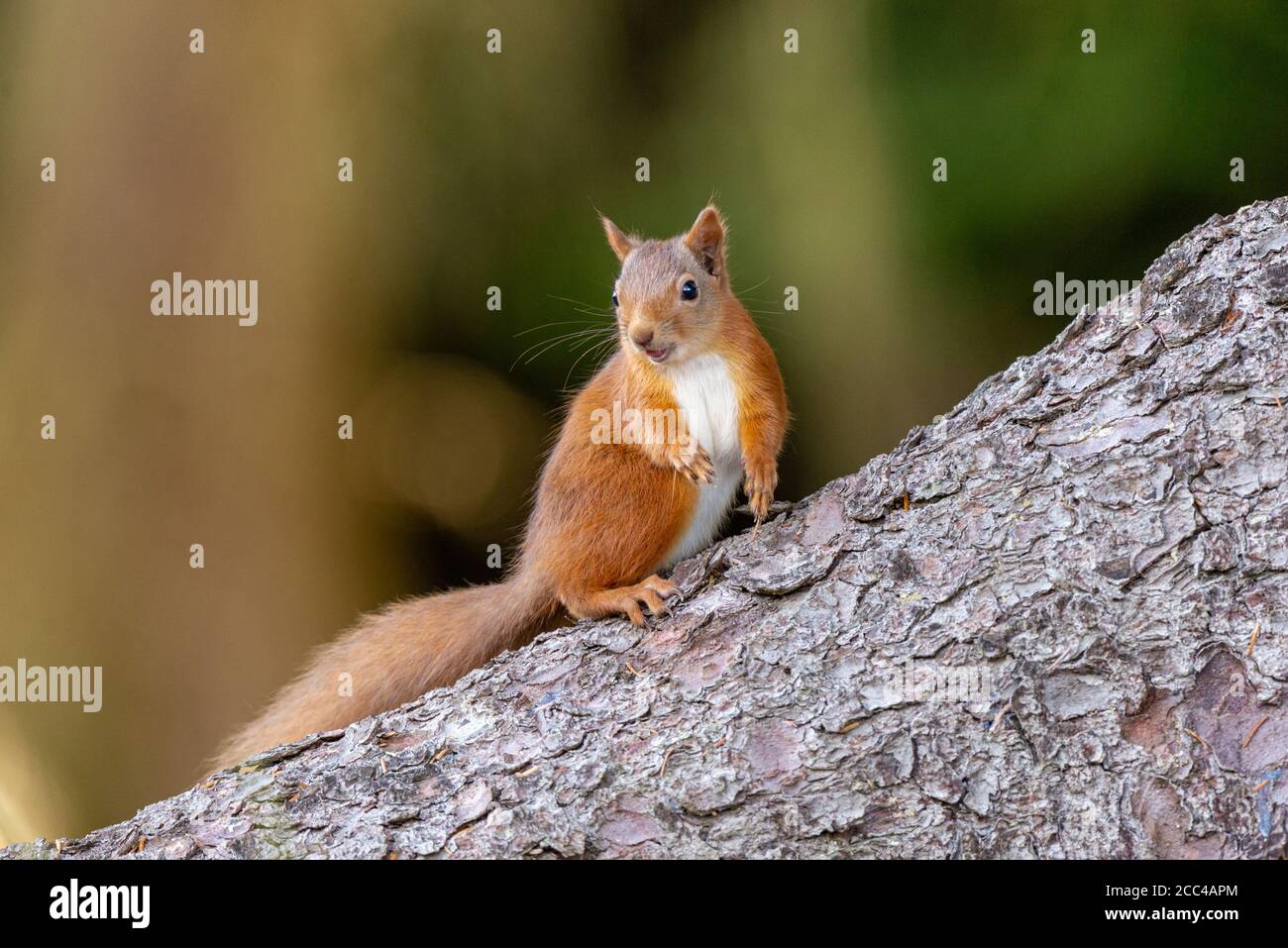Rotes Eichhörnchen (Scuirus vulgaris) Stehend auf Baumstamm auf der Schwarzen Insel Stockfoto
