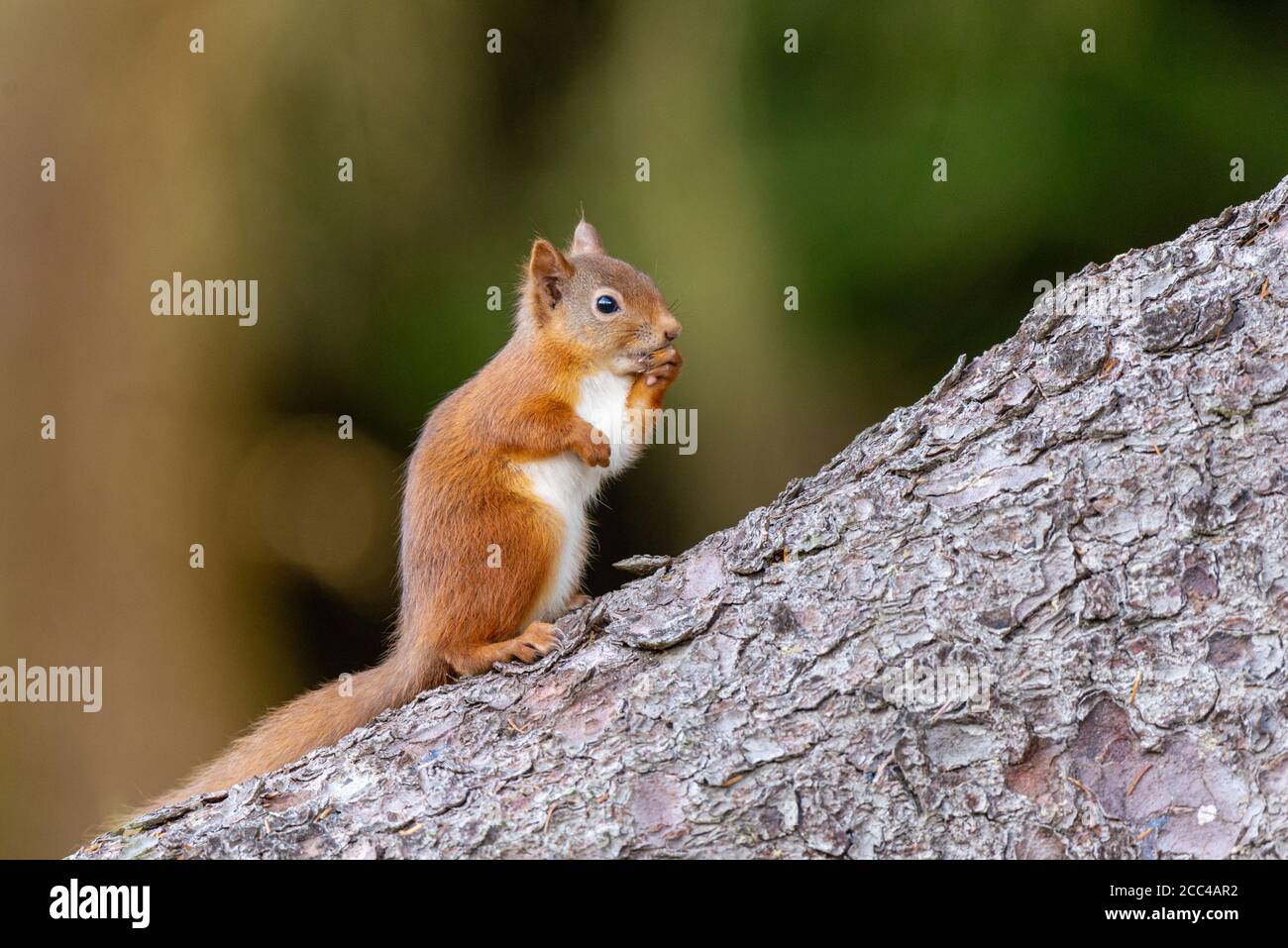 Rotes Eichhörnchen (Scuirus vulgaris) Stehend auf Baumstamm auf der Schwarzen Insel Stockfoto