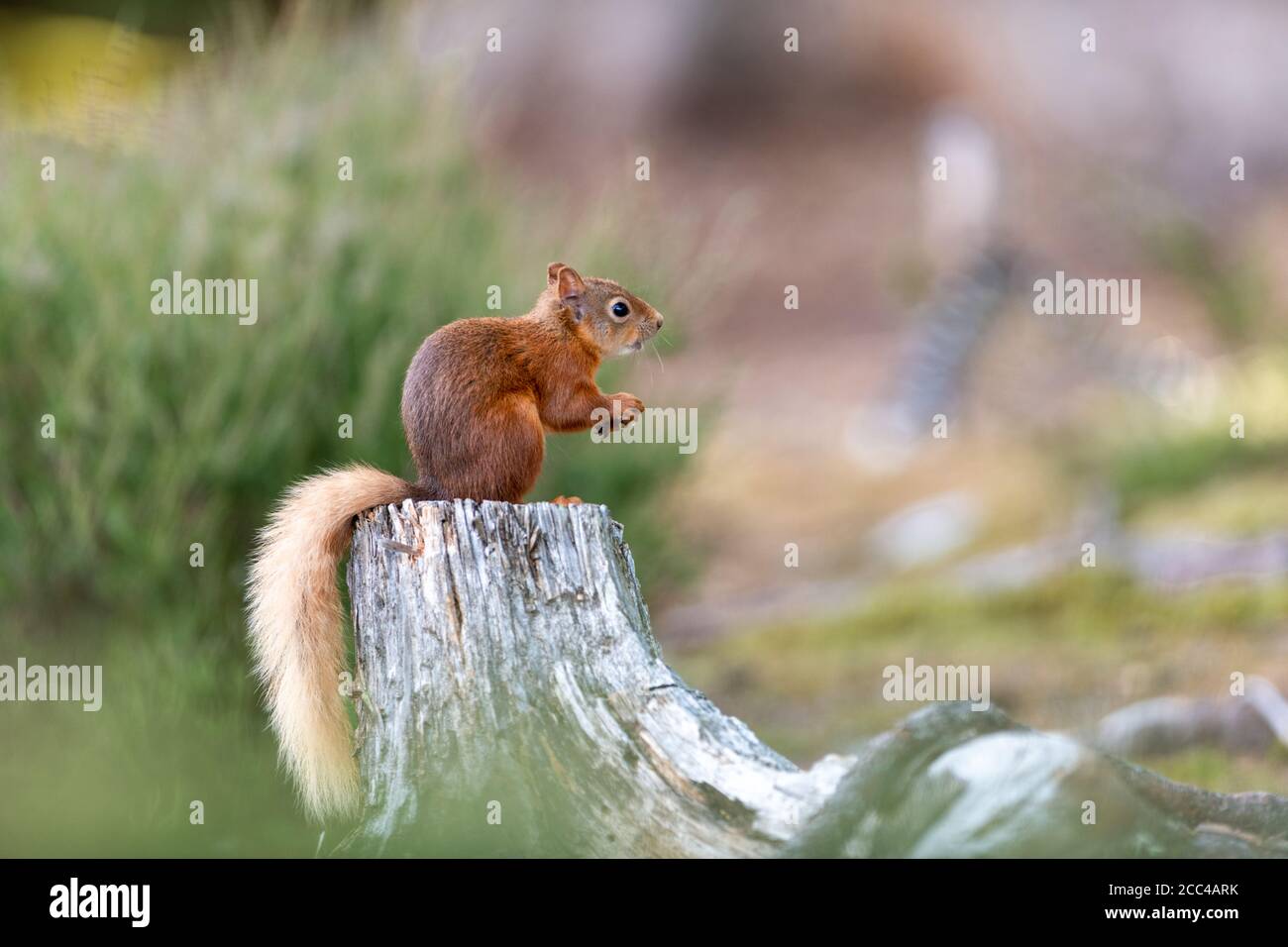 Rotes Eichhörnchen (Scuirus vulgaris) Stockfoto
