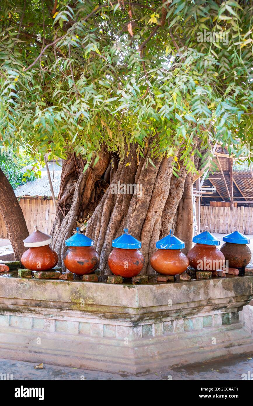 Trinkwassergläser in der Nähe eines Baumes in Gubyaukgyi Tempel, Bagan, Burma, Myanmar Stockfoto