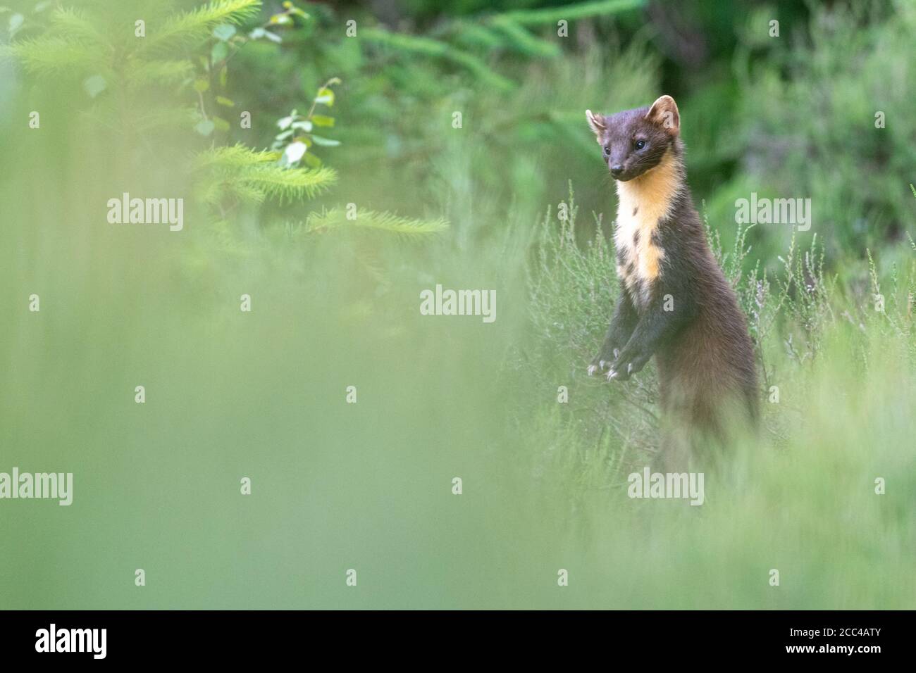 Pine Marten (Martes Martes) bei Tageslicht in schottischem Kiefernholz Stockfoto