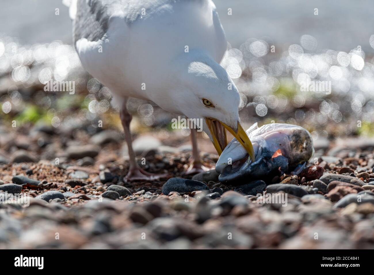 Heringsmöwe (Larus argentatus) Versuchen, einen Fischkopf an der Seite zu essen Das Meer Stockfoto