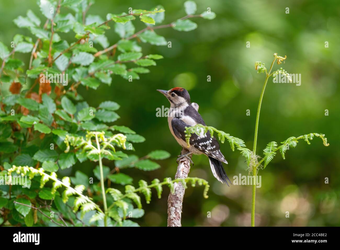Juvenile Buntspecht (Dendrocopos major) auf Zweig thront Stockfoto