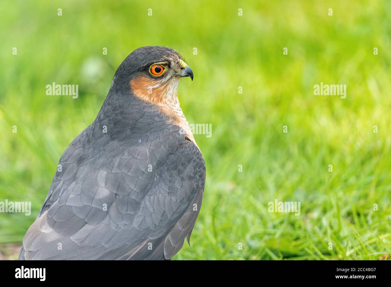 Nahaufnahme eines reifen männlichen Sperber (Accipiter nisus), der auf dem Rasen sitzt Stockfoto