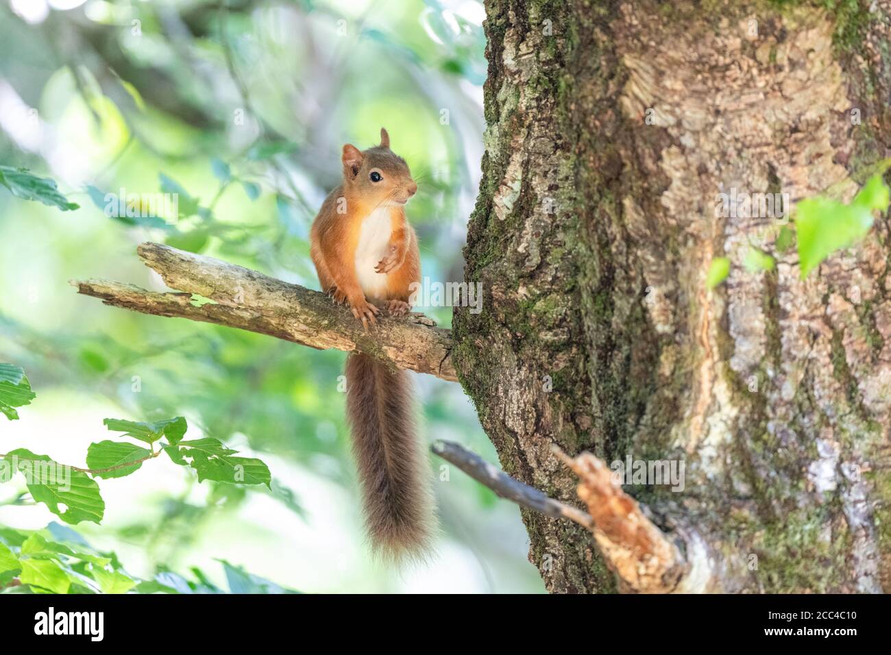 Rothörnchen-Kätzchen (Scuirus vulgaris) Mit Ohrbüscheln auf Ast sitzen und nach vorne schauen Stockfoto