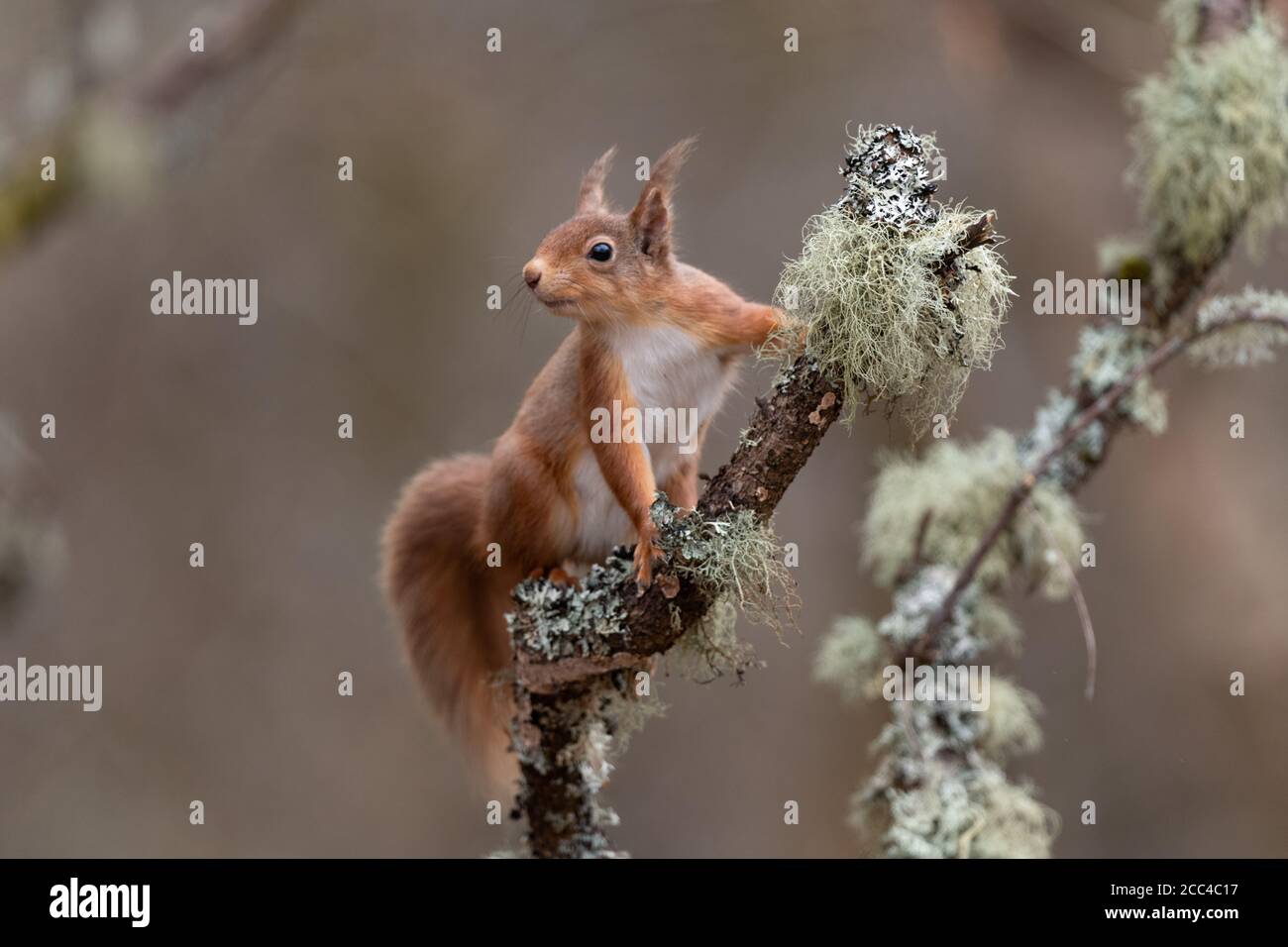 Rotes Eichhörnchen (Scuirus vulgaris) auf Flechten bedeckt Zweig thront Stockfoto