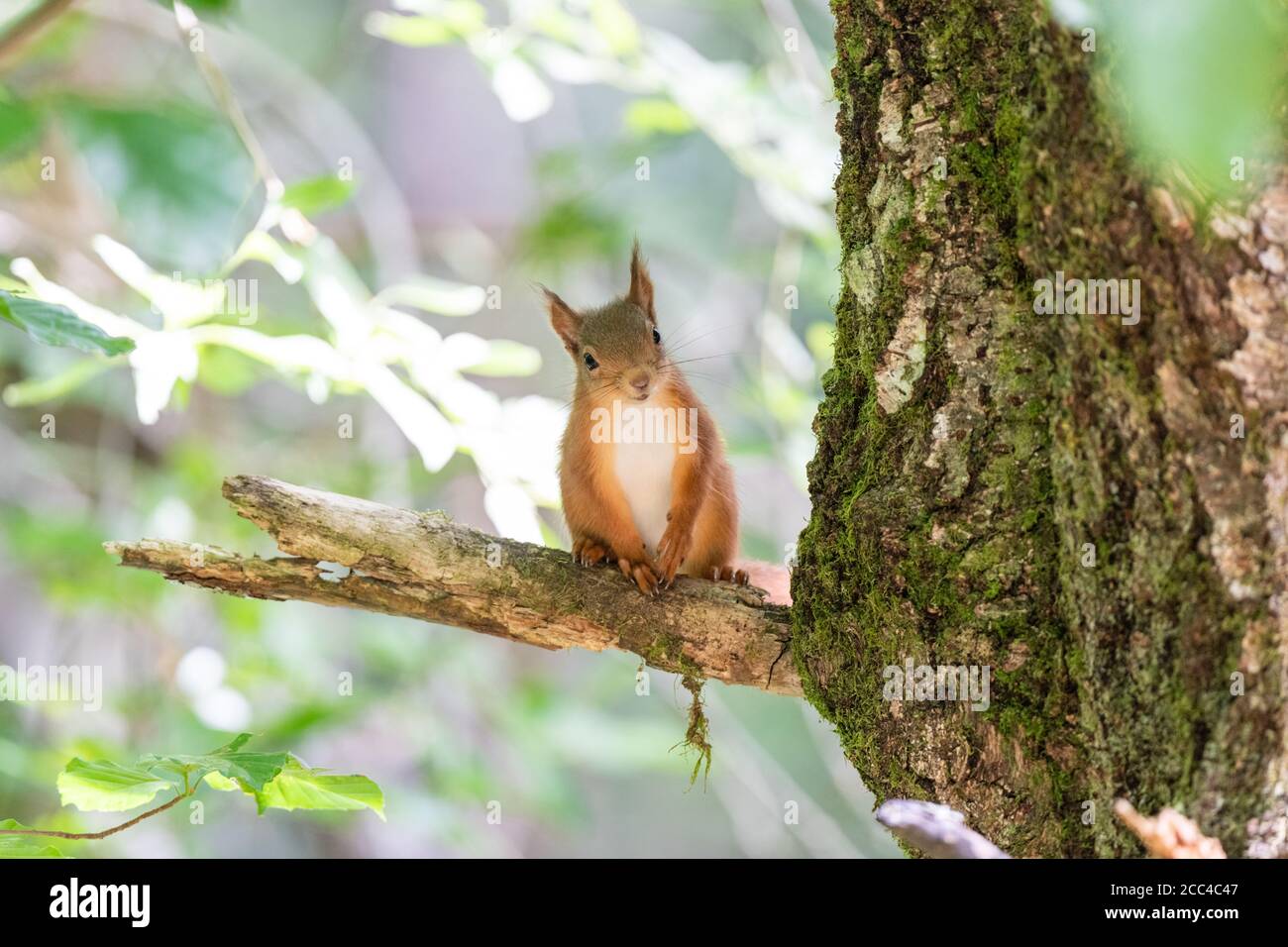 Rothörnchen-Kätzchen (Scuirus vulgaris) Mit Ohrbüscheln auf Ast sitzen und nach vorne schauen Stockfoto