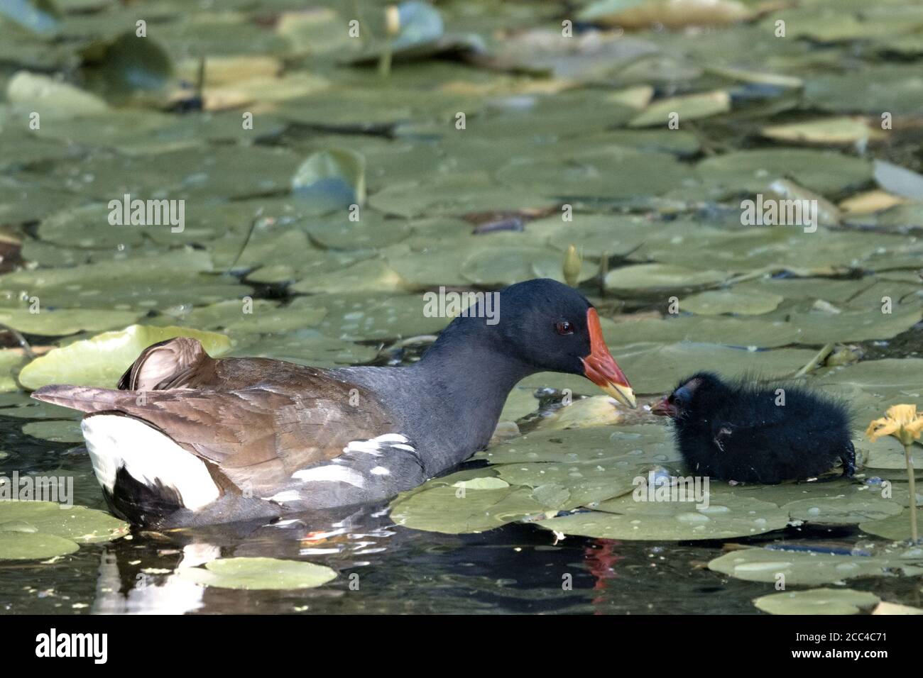 Ein Moorhuhn Baby, Gallinula, stand auf einer Lilienunterlage und sah seine Mutter in Basingstoke Kanal, Woking Stockfoto