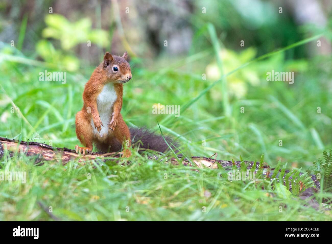 Rotes Eichhörnchen (Scuirus vulgaris), das auf den Hinterbeinen steht und wachsam aussieht Stockfoto