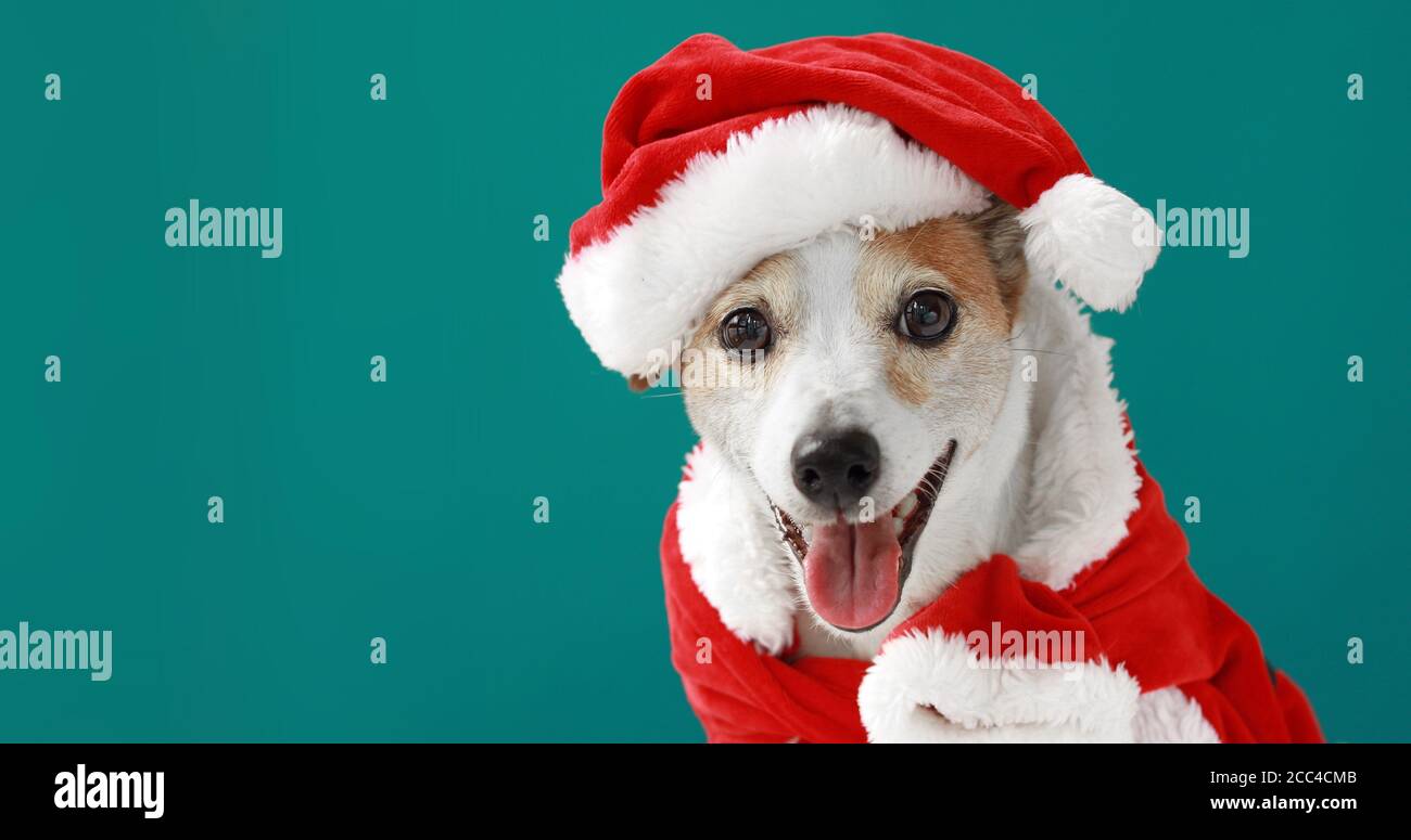 Weihnachten Hund als Weihnachtsmann Stockfoto