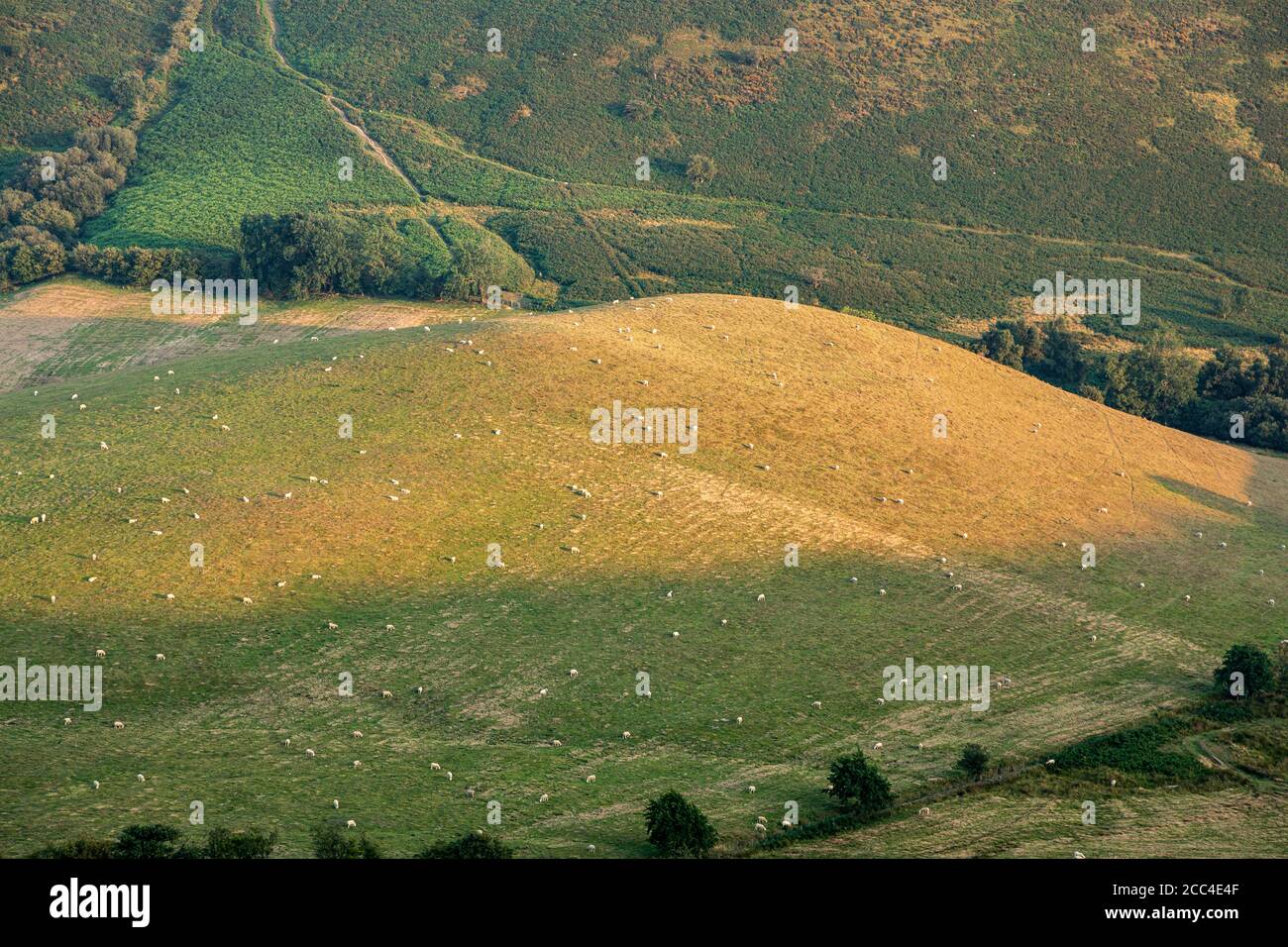 Schafe weiden in den Shropshire Hügeln in der Nähe von Church Stretton Stockfoto