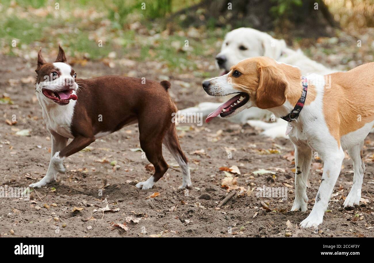 Berlin, Deutschland. August 2020. Drei Hunde spielen zusammen auf der Hundewiese im Volkspark Friedrichshain. Garantierter Auslauf, ausreichende Pflegezeit für Welpen: Bundeslandwirtschaftsminister Klöckner (CDU) will strengere Regeln für Tiertransporte und Hundezüchter. Tierschutz- und Hundebesitzerverbände begrüßen die Initiative grundsätzlich. Für einige könnte es jedoch noch weiter gehen. Quelle: Annette Riedl/dpa/Alamy Live News Stockfoto