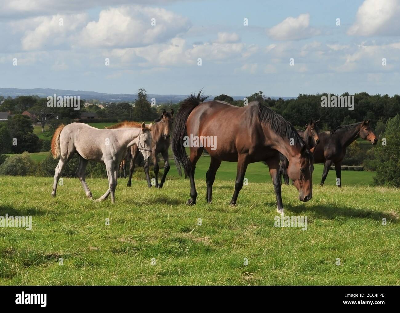 Stuten und Fohlen Pferde Stockfoto