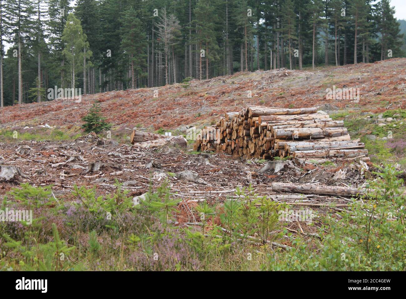 Lebendiges Bild der Abholzung von Schottland in Großbritannien, des Lebensraumverlustkonzepts und des Klimakonzepts Stockfoto