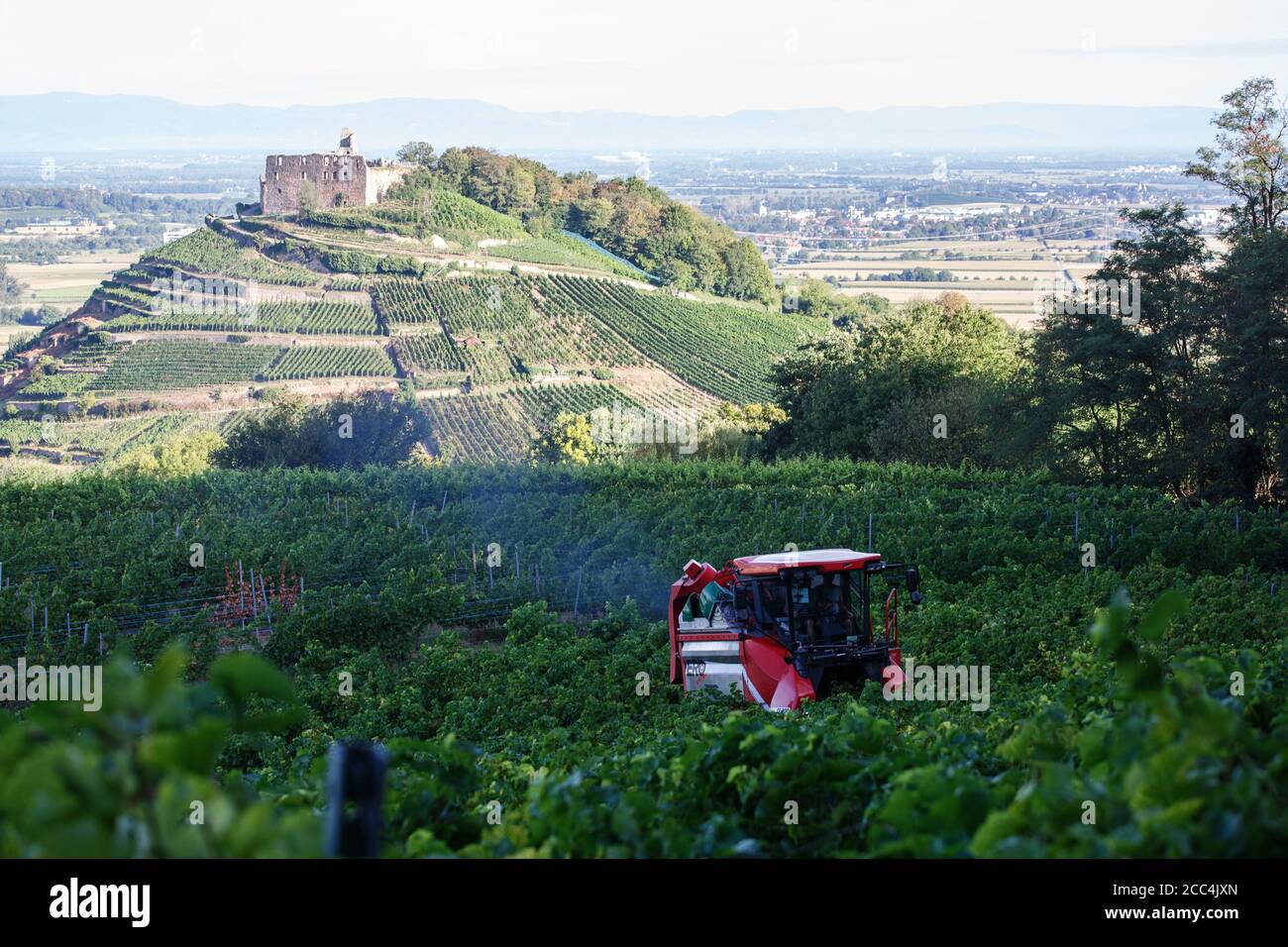 Staufen Im Breisgau, Deutschland. August 2020. Ein sogenannter Vollernteer fährt durch einen Weinberg und erntet die dort angebauten Trauben von den Reben, während im Hintergrund das Schloss Staufen, das Rheintal und die französischen Vogesen zu sehen sind. Die Weinlese in Baden beginnt. Solaris ist eine der ersten Sorten, die geerntet werden. Die Trauben werden hauptsächlich für die Herstellung des sogenannten Neuen Weins verwendet, der traditionell im Herbst serviert wird. Quelle: Philipp von Ditfurth/dpa/Alamy Live News Stockfoto