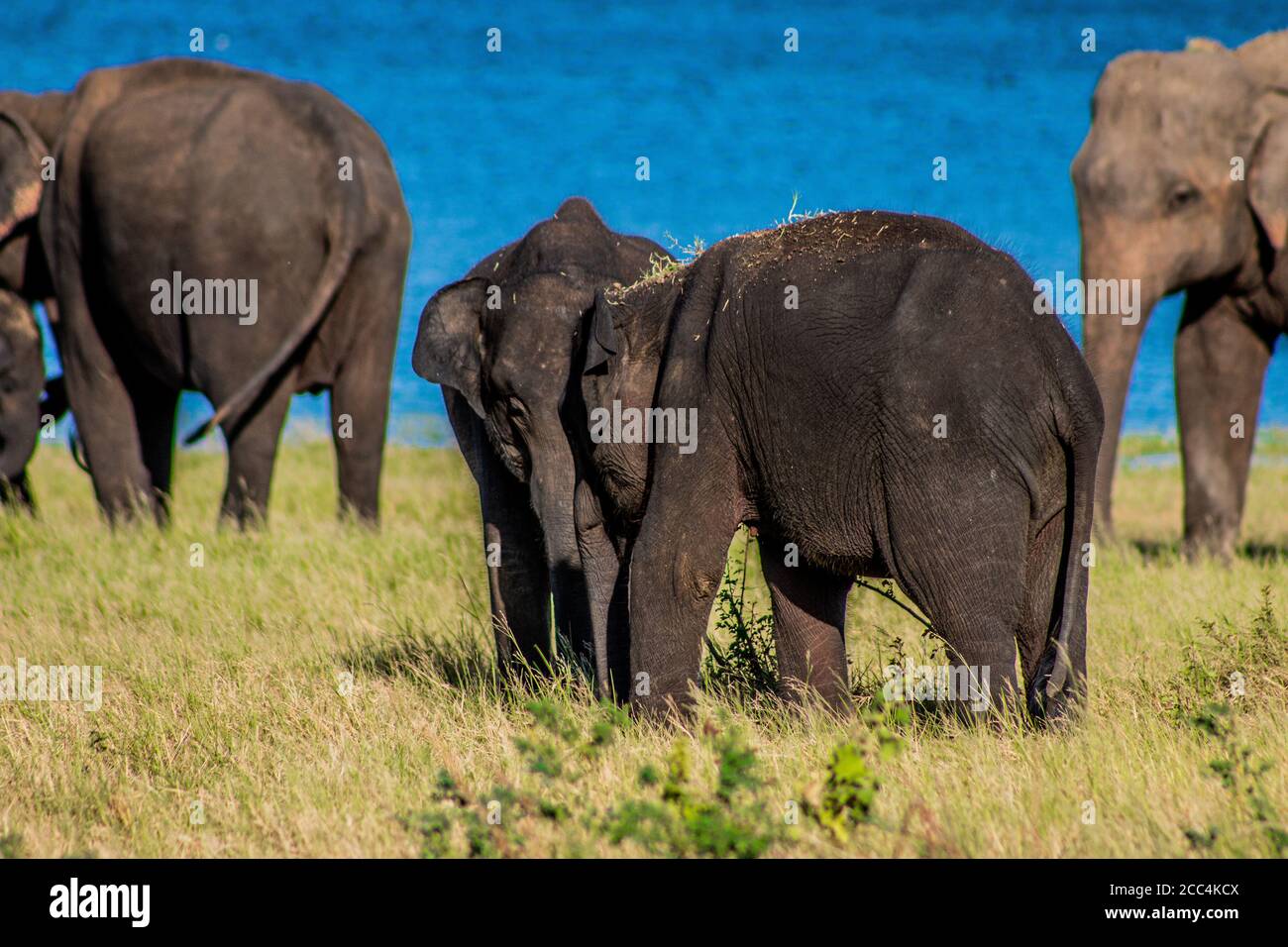 Zwei Baby Elefanten spielen während der Fütterung Stockfoto