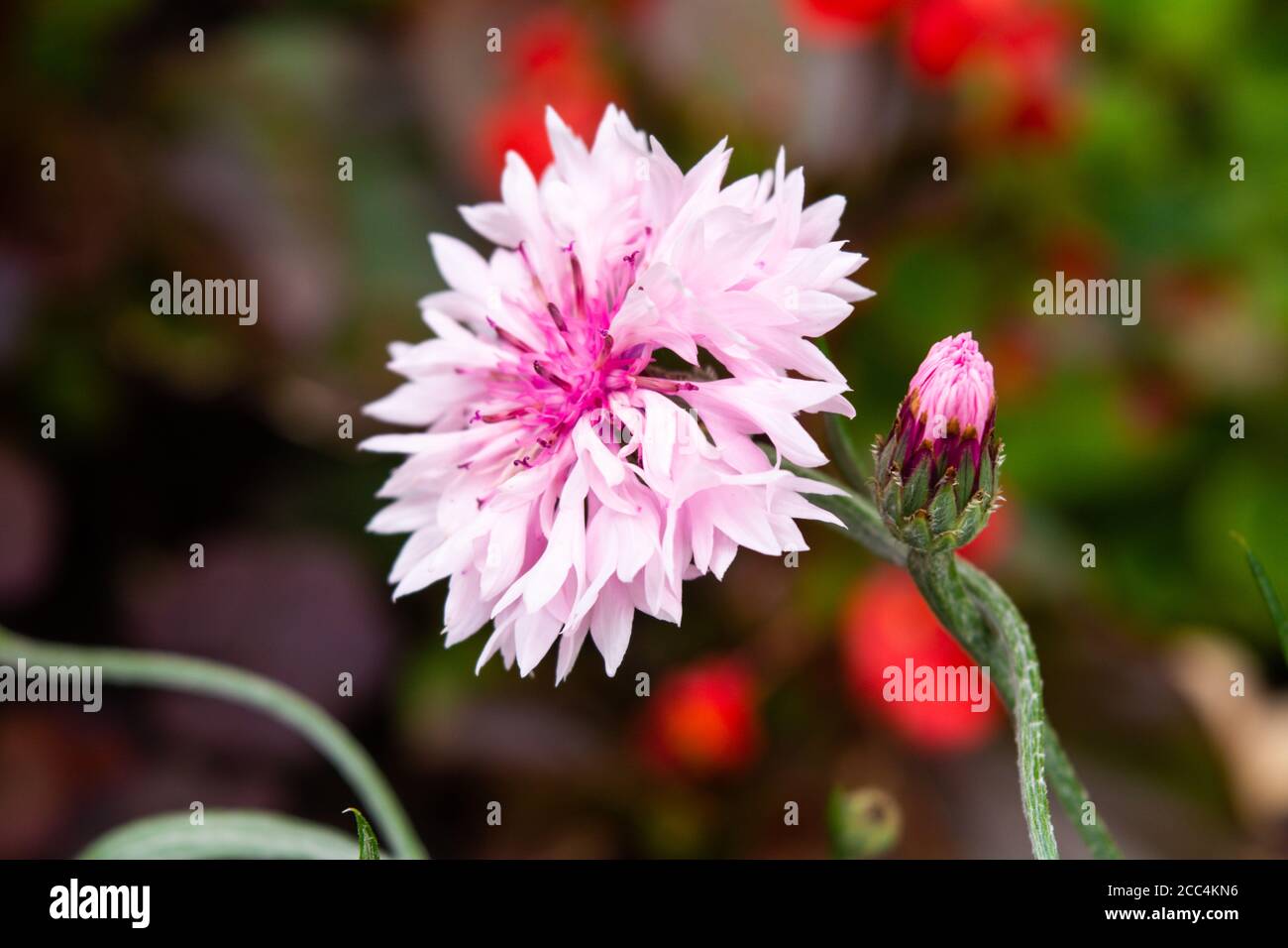 Einzelblüte der Kornblumenpflanze, Centaurea cyanus, Asteraceae. Kornblume Kraut oder Bachelor-Knopf Blume im Garten Stockfoto