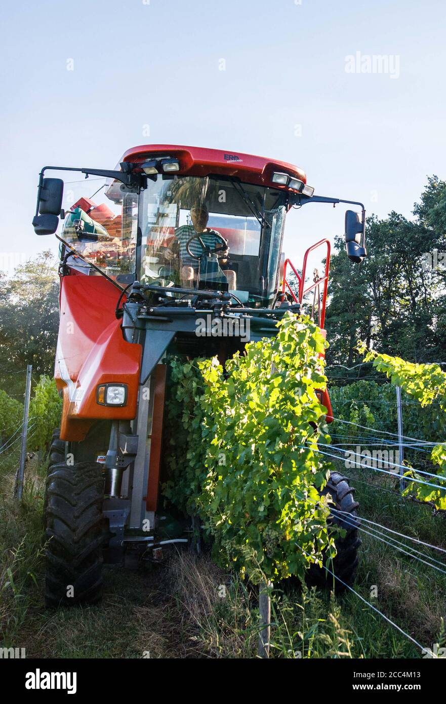 Staufen Im Breisgau, Deutschland. August 2020. Ein sogenannter Vollernter fährt durch die Reben in einem Weinberg und erntet die dort gewachsenen Trauben von den Reben. Die Weinlese in Baden beginnt. Solaris ist eine der ersten Sorten, die geerntet werden. Die Trauben werden hauptsächlich für die Herstellung des sogenannten neuen Weins verwendet, der traditionell im Herbst serviert wird. (Recrop) Quelle: Philipp von Ditfurth/dpa/Alamy Live News Stockfoto