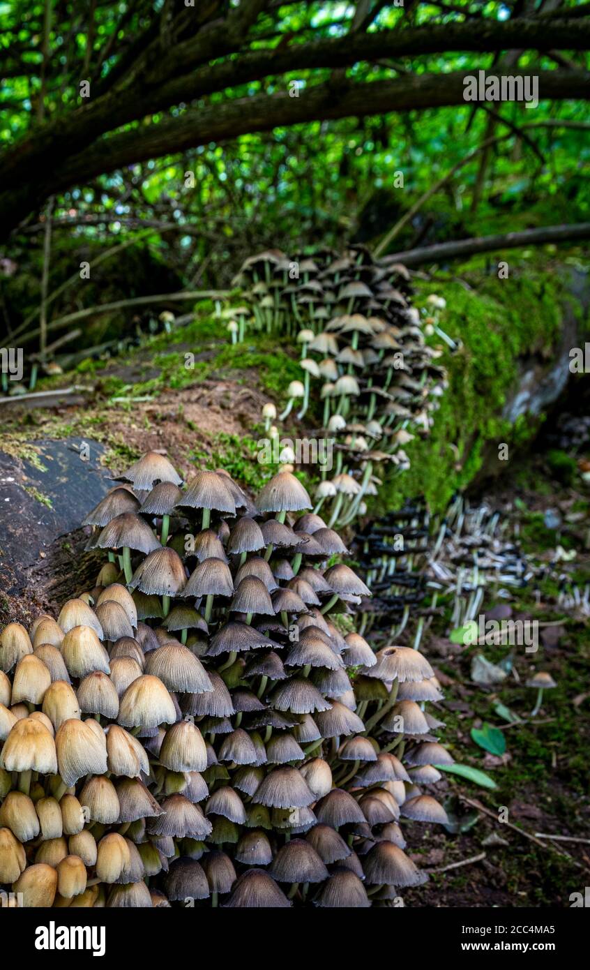 Toadstools oder Pilze wachsen auf einem alten moosbedeckten Baum (tot) in einem Wald in Großbritannien. Stockfoto