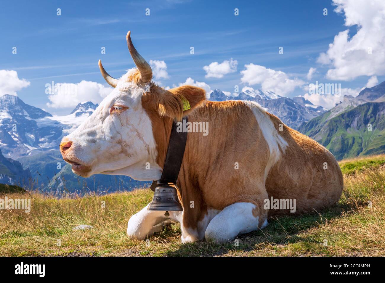 Schweizer Kuh in den hohen Bergen, Jungfrau Region, Kanton Bern, Schweiz Stockfoto