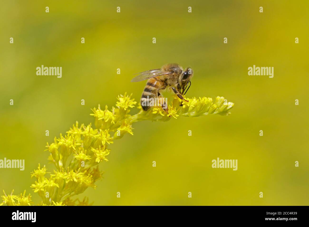 Honigbiene, die sich mit Goldrute-Blüten ernährt Stockfoto
