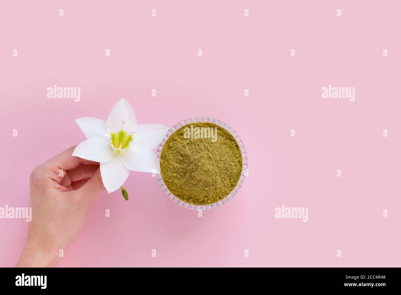 Natürliches Henna Pulver und weiße Blume in einer weiblichen Hand auf einem rosa Hintergrund. Konzept weibliche Schönheit und Kosmetologie. Augenbraue und Haarfärbung. Stockfoto