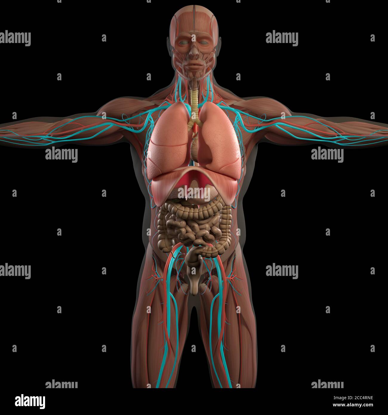Menschliche Anatomie Illustration der Lunge im Körper. Stockfoto