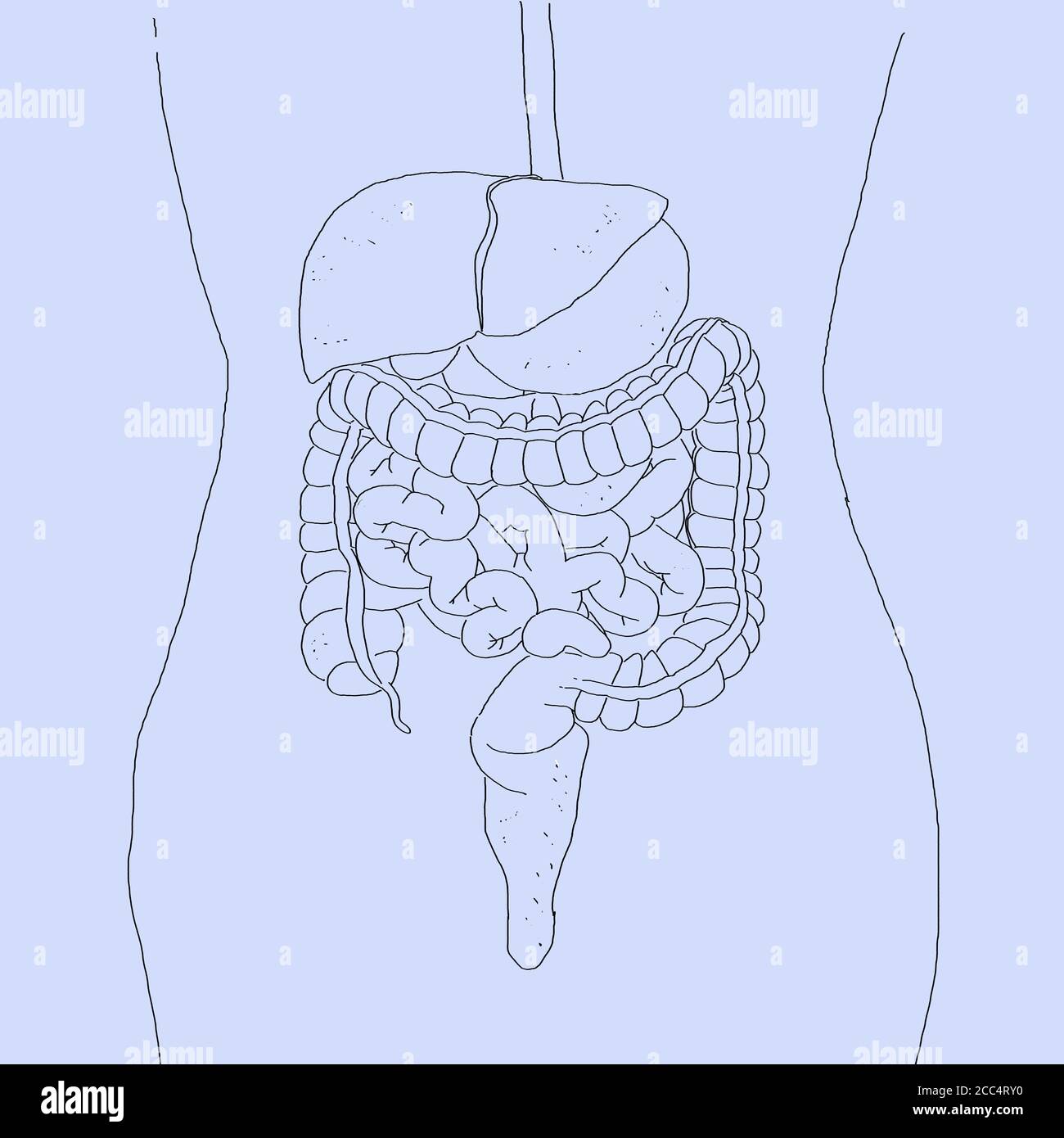 Verdauungssystem, menschliche Anatomie, Röntgen. 3d-Illustration. Stockfoto