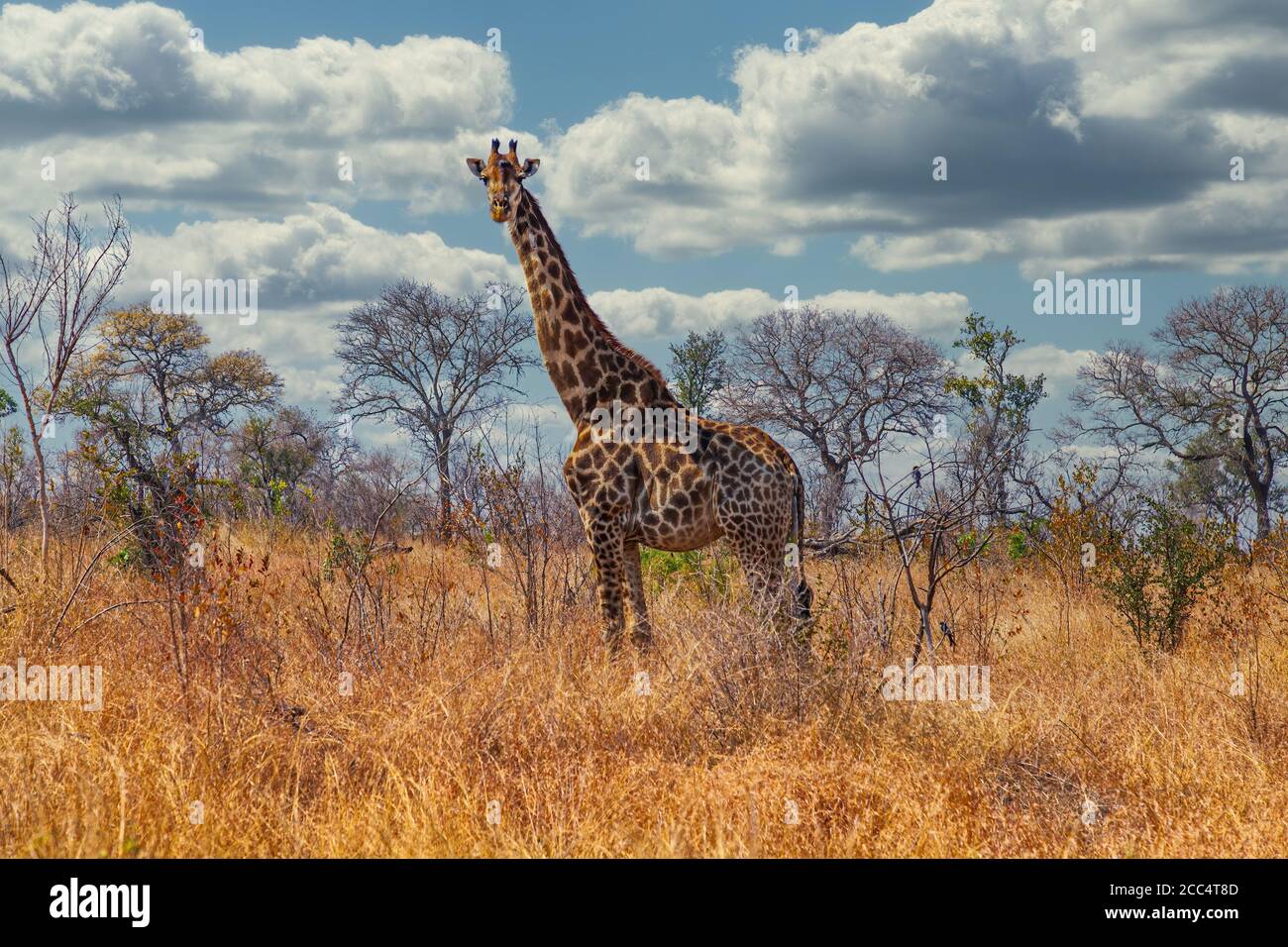 Giraffe beim Spaziergang durch die Graslandschaften des Krüger National Park, Südafrika Stockfoto