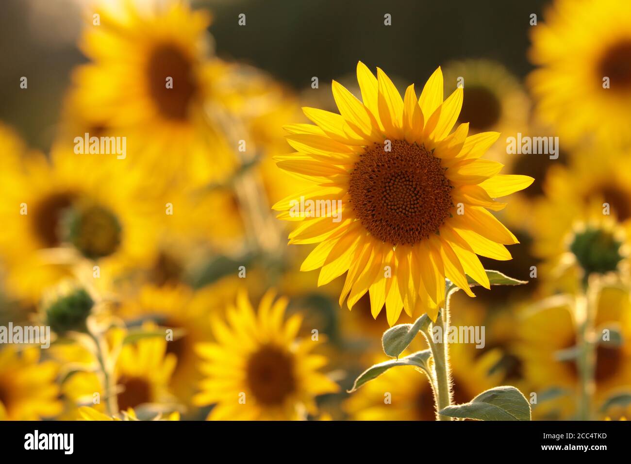 Sonnenblume - Helianthus annuus im Feld in der Abenddämmerung. Stockfoto